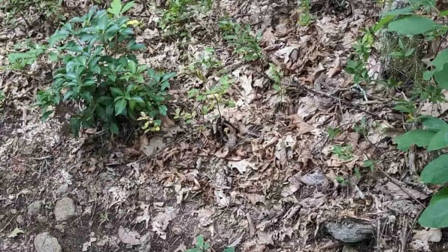 Optical Illusion: Sharp Eyes People will spot a Snake in the Forest in 8 Seconds