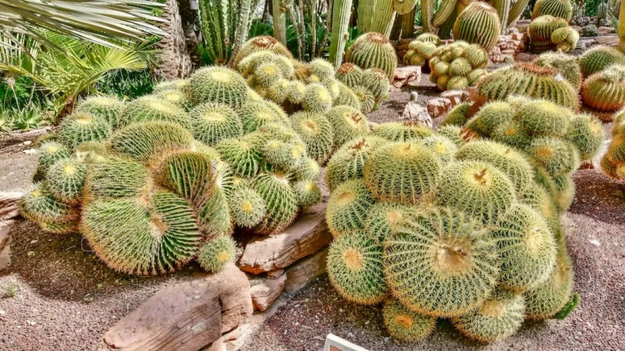 Hedgehog Search Optical Illusion: Only A Genius Can Spot The Hedgehog In This Cactus Image In Less Than 13 Seconds. Can You?